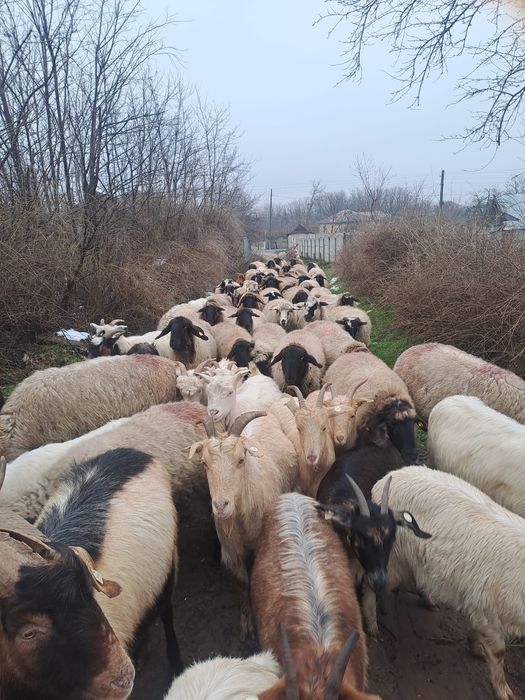 Vand oi tinere bulgaresti