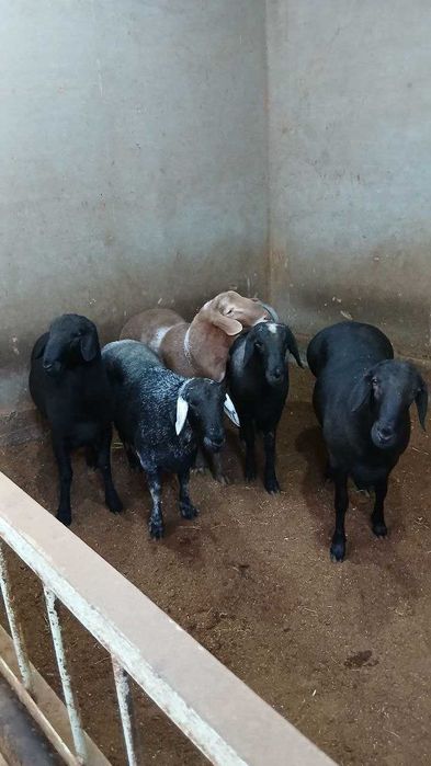 Qo'chqorlar | Баран