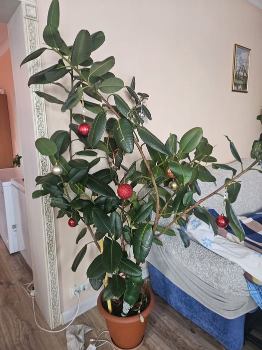 Цветы домашние продам