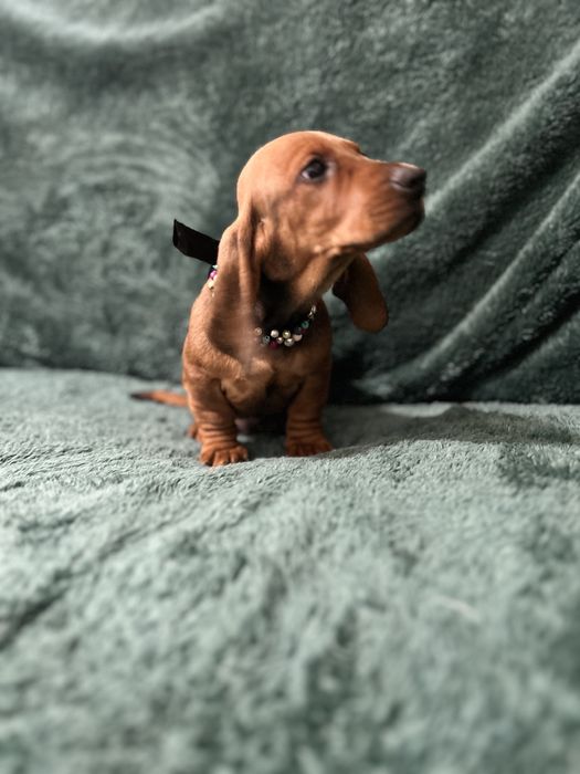 Mascul teckel cu Pedigree FCI