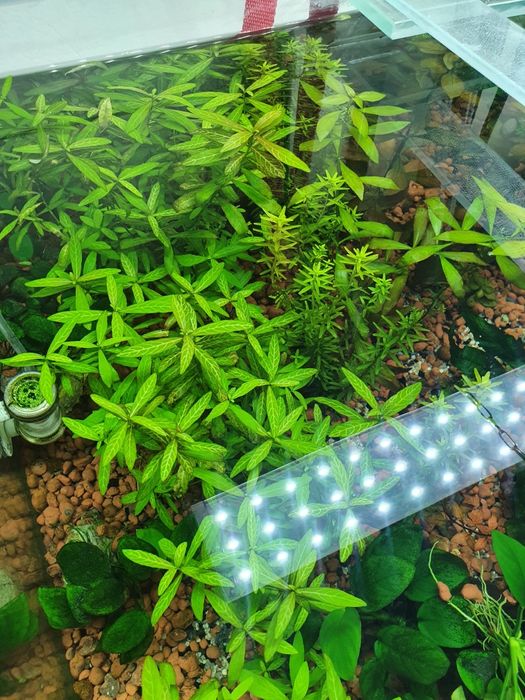 Аквариумные растение