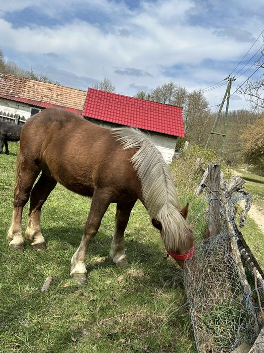 Vand manza de un an frumoasă