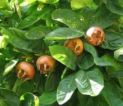 Мушмула (Mespilus germanica)