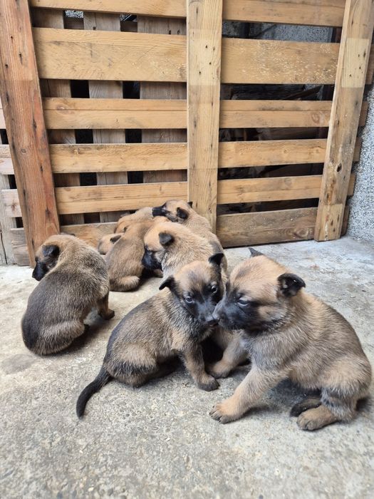 Белгийска овчарка Малиона