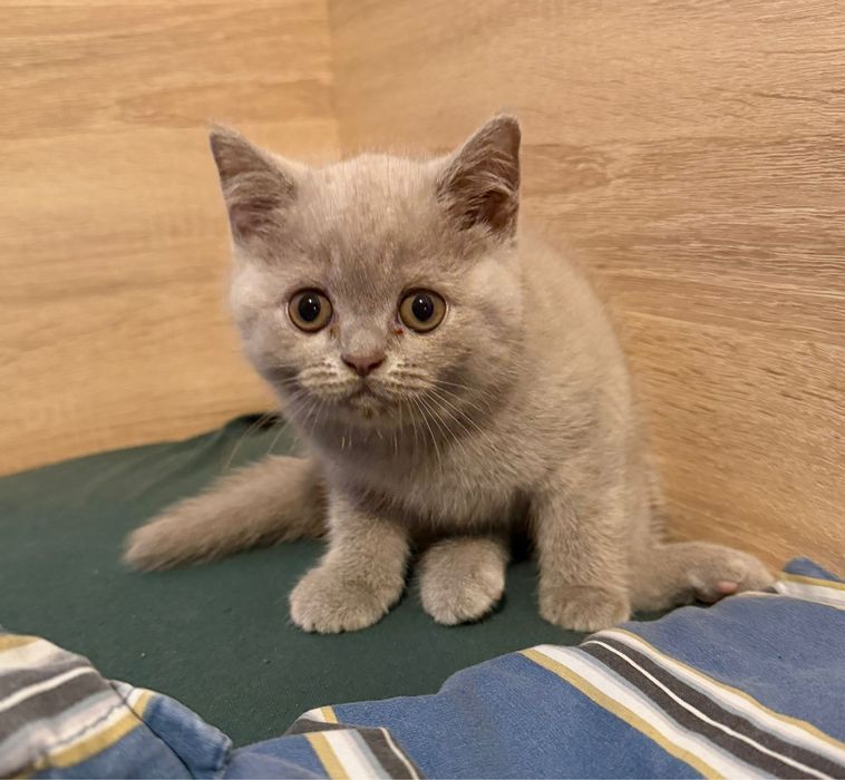 Британски Късокосмести Котенца