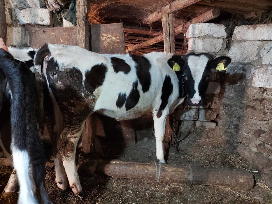 Vaci si vitei de vanzare