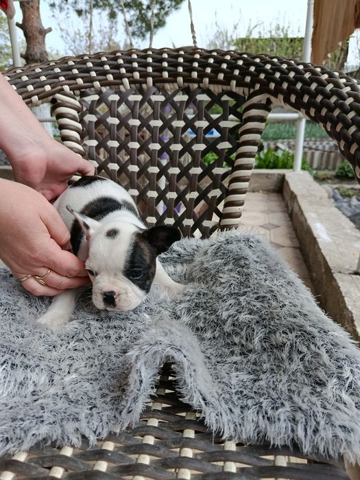 Французские бульдоги