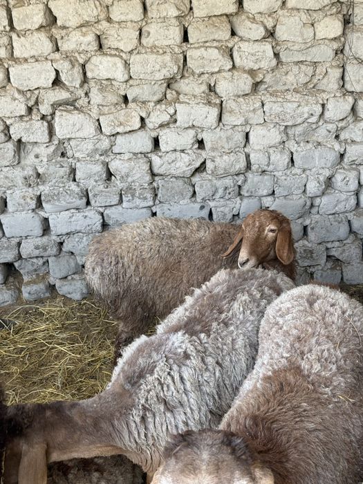 Quy Arishion Srochna 4 ta