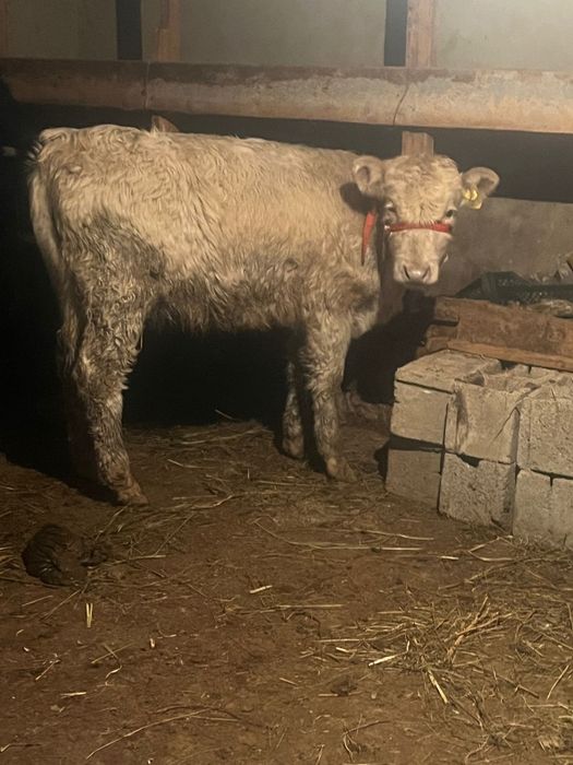 Кұнажын сатылады семіз