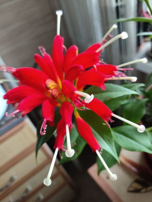 Эсхинантус- поцелуйчик.