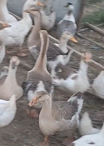 Королевский зотли гозлар сотилади