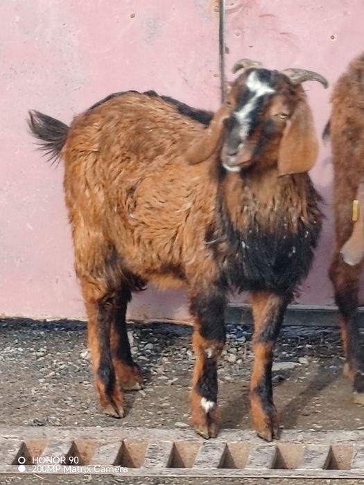 Нубийский козлик