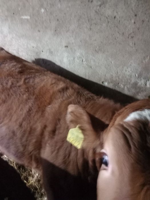 Vând juninca 10 luni