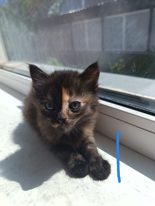 Котята красивенькие