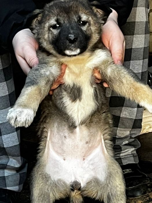 Отдам щенков в добрые руки!