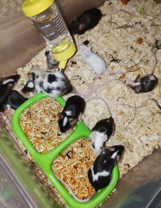 В продаже породистые мышки