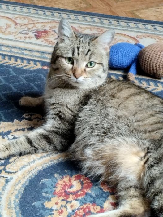 Кошечка ищет дом