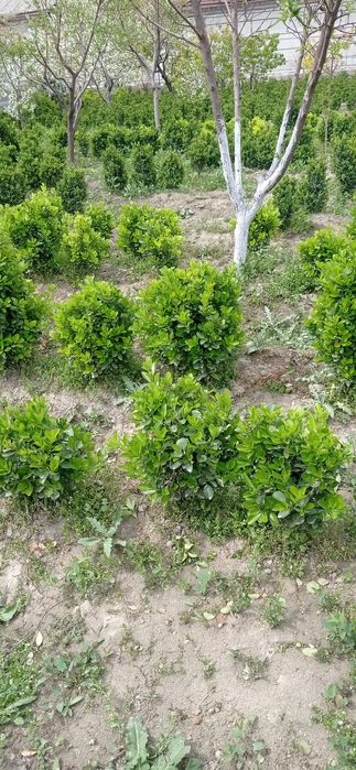 Хамиша бахор совукга чидамли гул