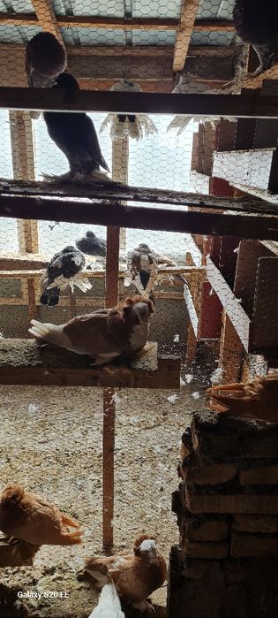 Продавам бухари двойки и единични