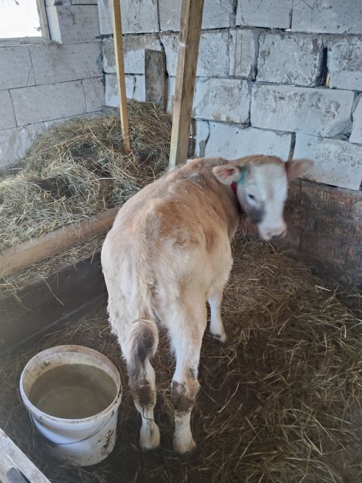 Vând o vitelusa de 3 luni