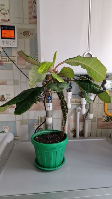 Продам комнатные цветы