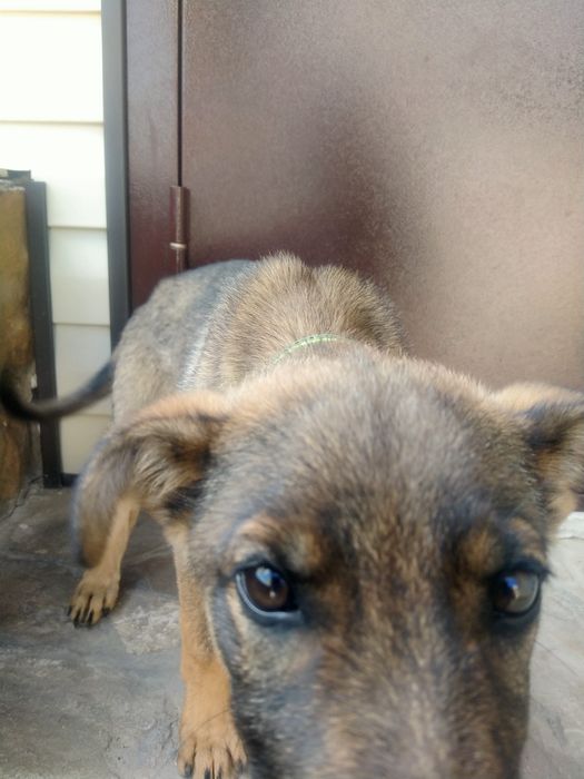 Продам бельгийскую овчарку