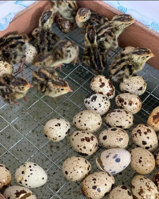 Фото в домашних условиях перепелки Фото в домашних условиях перепелки