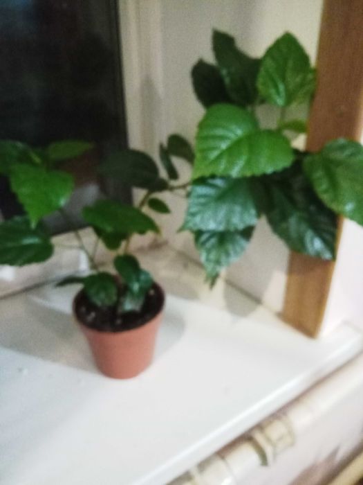 продается китайская роза или гибискус