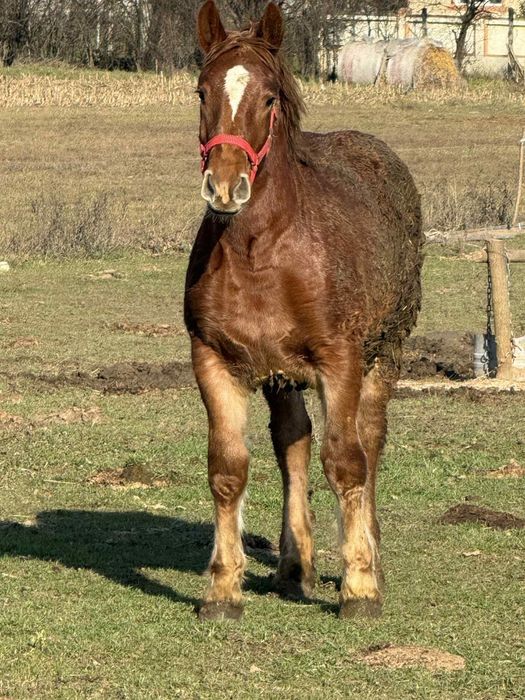 Vând mânză de 8 luni