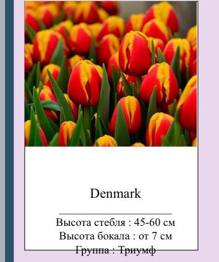 Самые красивые стройные Тюльпаны оптом к 8марта  .