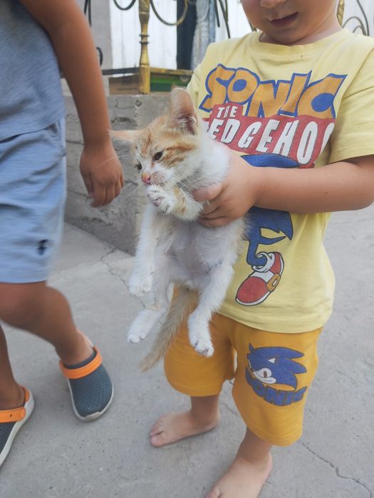 Mushuk tekinga srochna