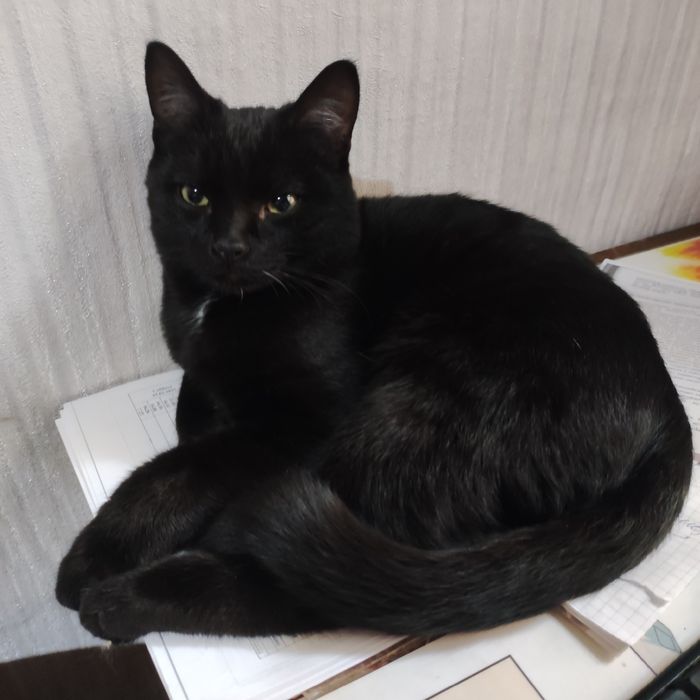 Заберите самого лучшего котика