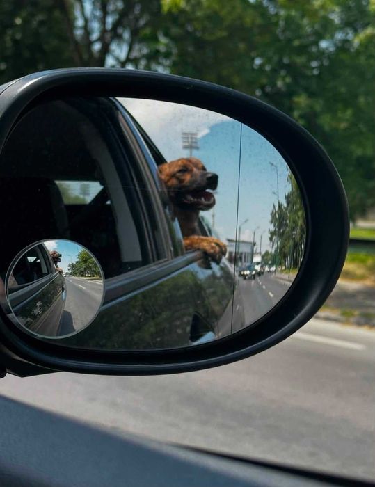Donez metis-malinois (ciobanesc belgian)