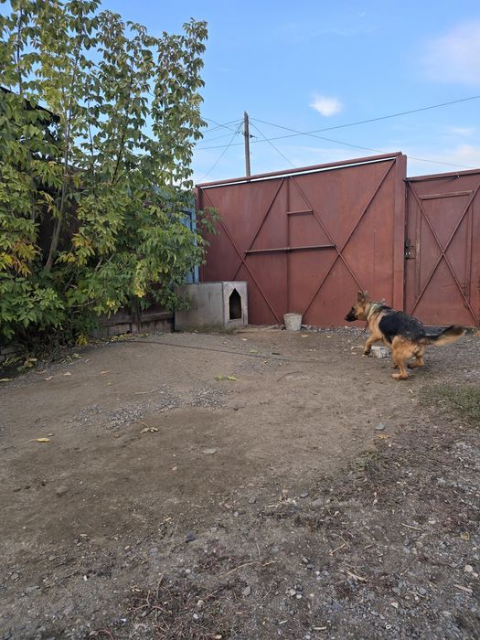 Продам немецкую овчаркау