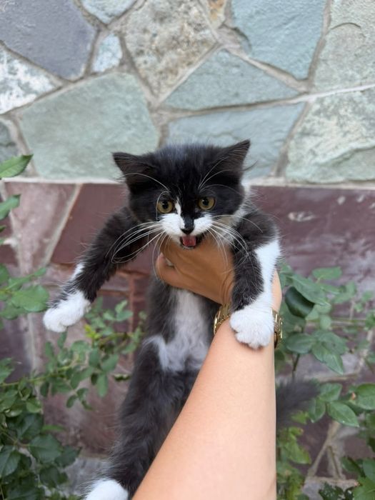 Котёнок девочка ищет дом