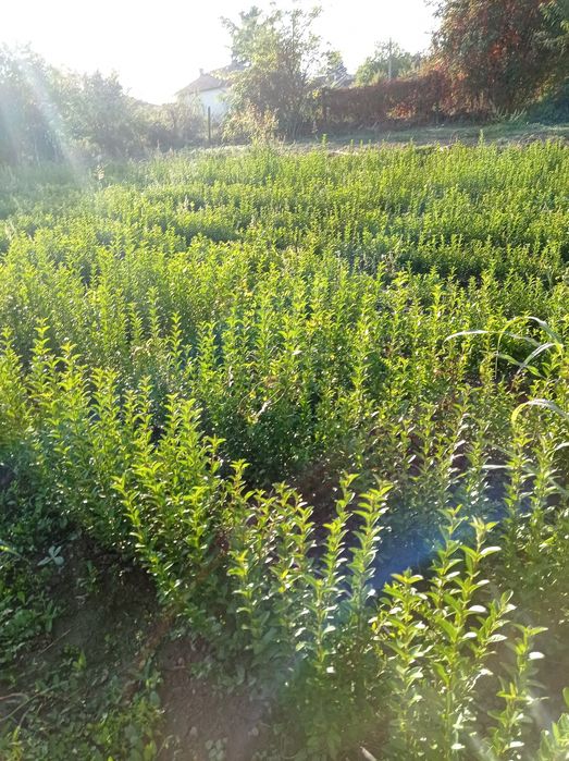 Лигустриум вечно зелен