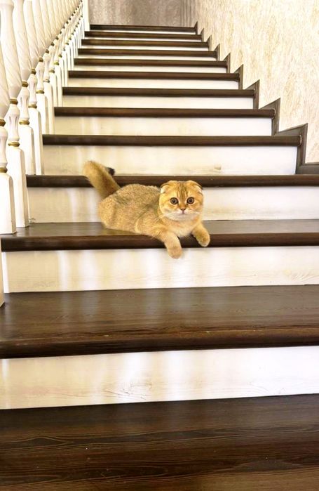 Продаётся чистокровный кот золотая шиншилла