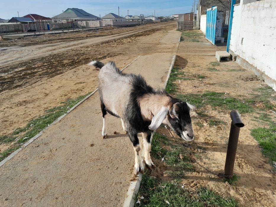 НубиТеке 2 жасар 70000т