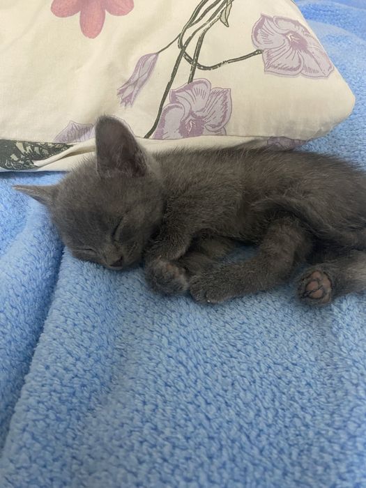 Котята.Бесплатно