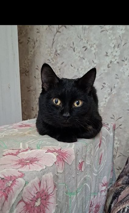 Милый добрый котик Басик в добрые руки!