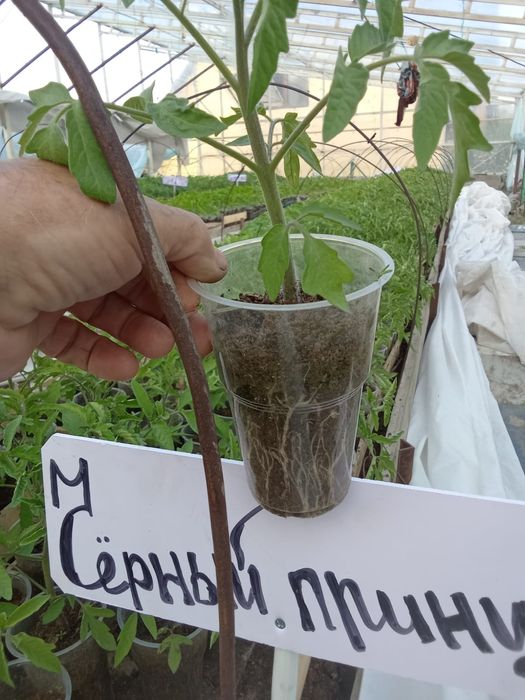 Рассада томата (помидор).