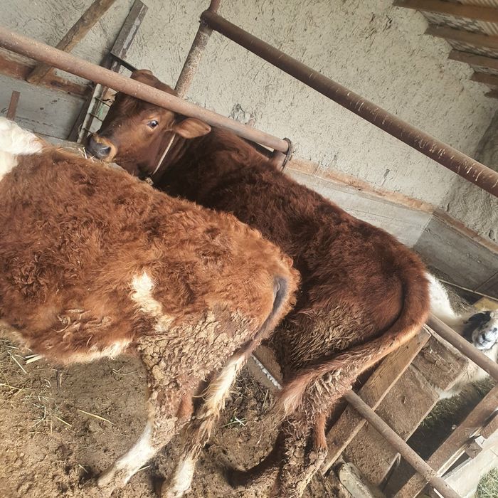 Rossiski mollar sotiladi.