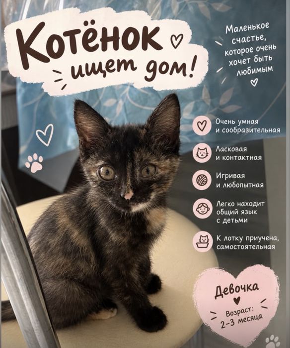 Отдам даром котенка в добрые руки