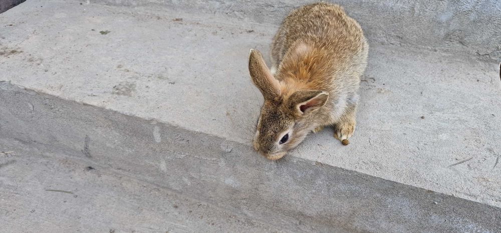 Quyon (қуён, кролик) bolalari