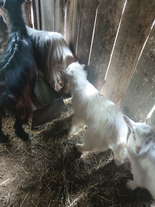 Iezi de vanzare si capre