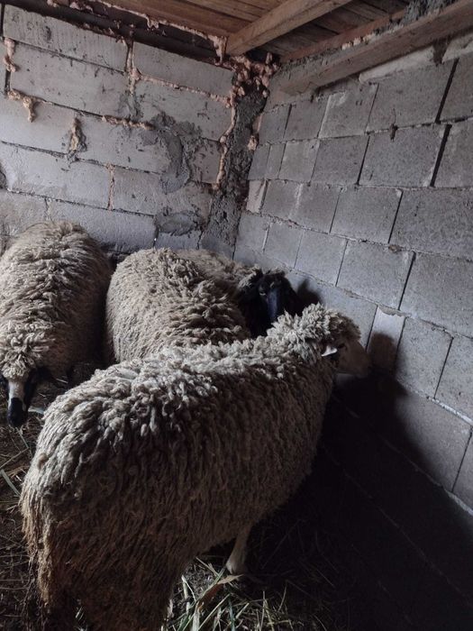 Oaie/berbec de vânzare