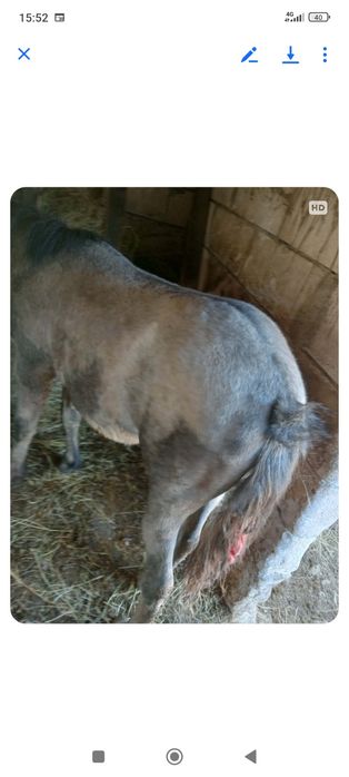 Vând mânz bine întreținut