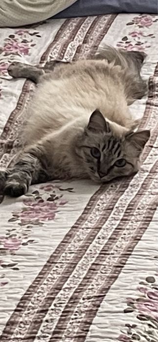 Отдам умную кошку