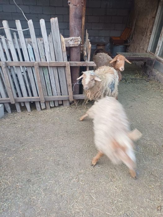 Продам тохтушек , баран