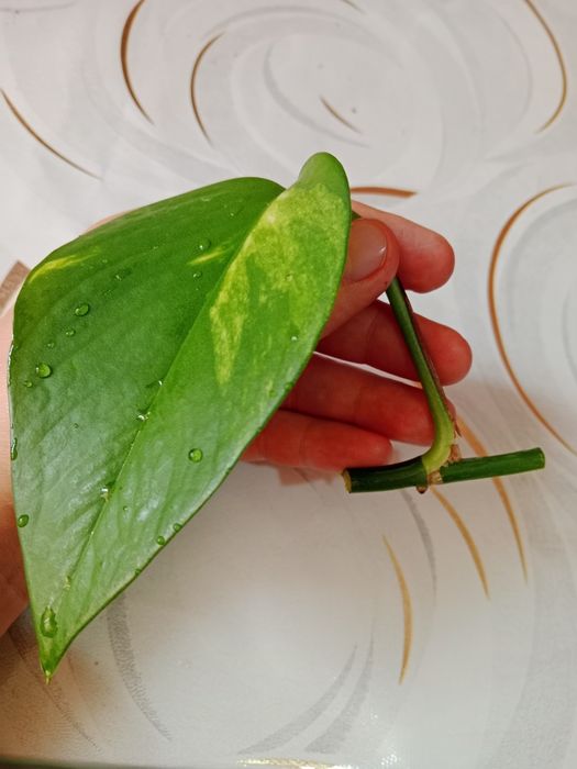 Продаю комнатные цветы